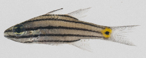  (Cheilodipterus isostigmus - PIL-446)  @11 [ ] CreativeCommons  Attribution Non-Commercial (by-nc) (2014) Unspecified Smithsonian Institution National Museum of Natural History