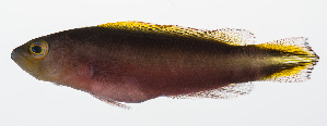  (Pseudochromis bitaeniatus - PHISH-020)  @11 [ ] CreativeCommons  Attribution Non-Commercial (by-nc) (2016) Unspecified Smithsonian Institution National Museum of Natural History