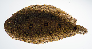  (Heteromycteris hartzfeldii - PHISH-063)  @11 [ ] CreativeCommons  Attribution Non-Commercial (by-nc) (2016) Unspecified Smithsonian Institution National Museum of Natural History