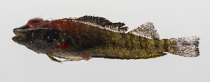  (Helcogramma albimacula - PHISH-127)  @11 [ ] CreativeCommons  Attribution Non-Commercial (by-nc) (2016) Unspecified Smithsonian Institution National Museum of Natural History