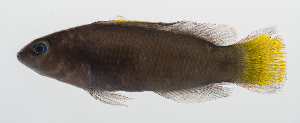  (Pseudochromis marshallensis - PHISH-152)  @11 [ ] CreativeCommons  Attribution Non-Commercial (by-nc) (2016) Unspecified Smithsonian Institution National Museum of Natural History