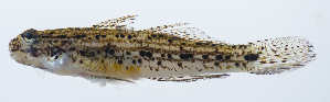  (Istigobius nigroocellatus - PHISH-179)  @11 [ ] CreativeCommons  Attribution Non-Commercial (by-nc) (2016) Unspecified Smithsonian Institution National Museum of Natural History