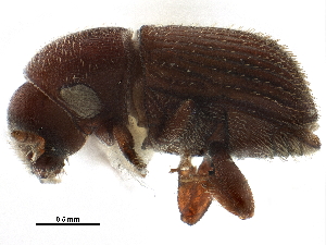  (Bothrosternus truncatus - CCDB-30438-A02)  @11 [ ] CreativeCommons - Attribution (2018) Smithsonian Institution Smithsonian Institution