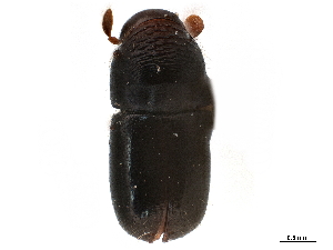 (Corthylus consimilis - CCDB-30438-B05)  @11 [ ] CreativeCommons - Attribution (2018) Smithsonian Institution Smithsonian Institution