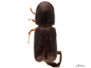  (Monarthrum ingens - CCDB-30438-C04)  @11 [ ] CreativeCommons - Attribution (2018) Smithsonian Institution Smithsonian Institution