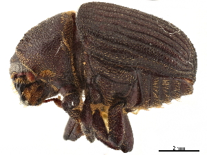  (Phloeoborus asper - CCDB-30438-F09)  @11 [ ] CreativeCommons - Attribution (2018) Smithsonian Institution Smithsonian Institution