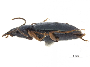  (Bembidion vernale - CCDB-30439-A06)  @11 [ ] CreativeCommons - Attribution (2018) Smithsonian Institution Smithsonian Institution