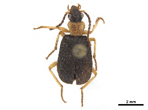  (Styphlomerus fusciceps - CCDB-30439-B07)  @11 [ ] CreativeCommons - Attribution (2018) Smithsonian Institution Smithsonian Institution