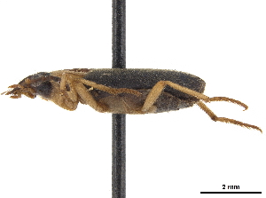  (Styphlomerus fusciceps - CCDB-30439-B07)  @11 [ ] CreativeCommons - Attribution (2018) Smithsonian Institution Smithsonian Institution