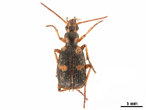  (Pheropsophus picicollis - CCDB-30439-B10)  @11 [ ] CreativeCommons - Attribution (2018) Smithsonian Institution Smithsonian Institution