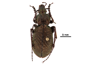  (Carabus insulicola - CCDB-30439-D09)  @11 [ ] CreativeCommons - Attribution (2018) Smithsonian Institution Smithsonian Institution