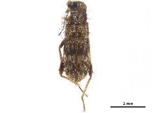  (Thalerocnemis - CCDB-30439-F03)  @11 [ ] CreativeCommons - Attribution (2018) Smithsonian Institution Smithsonian Institution