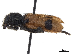  (Enoclerus zonatus - CCDB-30439-F07)  @11 [ ] CreativeCommons - Attribution (2018) Smithsonian Institution Smithsonian Institution