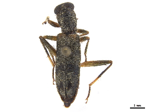 (Omadius semicarinatus - CCDB-30439-G01)  @11 [ ] CreativeCommons - Attribution (2018) Smithsonian Institution Smithsonian Institution