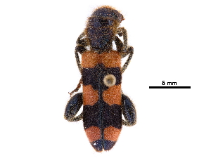  (Trichodes crabroniformis - CCDB-30439-G07)  @11 [ ] CreativeCommons - Attribution (2018) Smithsonian Institution Smithsonian Institution