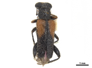  (Phyllobaenus haematicus - CCDB-30439-G10)  @11 [ ] CreativeCommons - Attribution (2018) Smithsonian Institution Smithsonian Institution