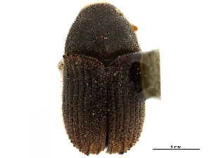  (Phloeosinus cristatus - CCDB-30440-A10)  @11 [ ] CreativeCommons - Attribution (2018) Smithsonian Institution Smithsonian Institution