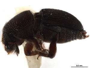  (Cnemonyx protivorus - CCDB-30440-C08)  @11 [ ] CreativeCommons - Attribution (2018) Smithsonian Institution Smithsonian Institution
