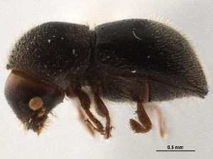  (Dryocoetoides capucinus - CCDB-30440-E11)  @11 [ ] CreativeCommons - Attribution (2018) Smithsonian Institution Smithsonian Institution