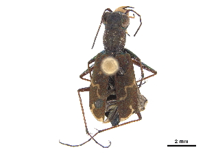  (Brasiella amaenula - CCDB-30441-A03)  @11 [ ] CreativeCommons - Attribution (2018) Smithsonian Institution Smithsonian Institution