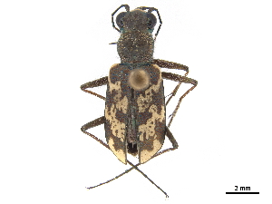  (Cylindera apiata - CCDB-30441-A11)  @11 [ ] CreativeCommons - Attribution (2018) Smithsonian Institution Smithsonian Institution