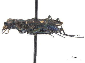  (Cylindera disjuncta - CCDB-30441-A12)  @11 [ ] CreativeCommons - Attribution (2018) Smithsonian Institution Smithsonian Institution