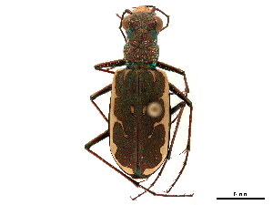  (Hipparidium equestre - CCDB-30441-B09)  @11 [ ] CreativeCommons - Attribution (2018) Smithsonian Institution Smithsonian Institution