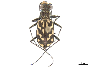  (Lophyra abbreviata - CCDB-30441-C02)  @11 [ ] CreativeCommons - Attribution (2018) Smithsonian Institution Smithsonian Institution
