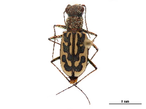  (Lophyra fasciculicornis - CCDB-30441-C03)  @11 [ ] CreativeCommons - Attribution (2018) Smithsonian Institution Smithsonian Institution