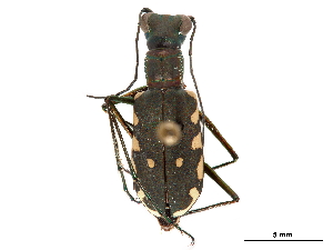  (Calomera decemguttata - CCDB-30441-C04)  @11 [ ] CreativeCommons - Attribution (2018) Smithsonian Institution Smithsonian Institution