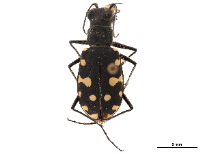  (Calomera lunulata - CCDB-30441-C05)  @11 [ ] CreativeCommons - Attribution (2018) Smithsonian Institution Smithsonian Institution