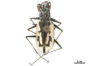  ( - CCDB-30441-C11)  @11 [ ] CreativeCommons - Attribution (2018) Smithsonian Institution Smithsonian Institution