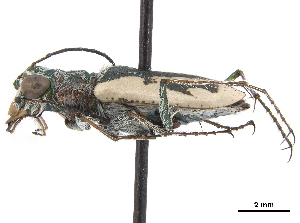  (Neocicindela brevilunata - CCDB-30441-C11)  @11 [ ] CreativeCommons - Attribution (2018) Smithsonian Institution Smithsonian Institution