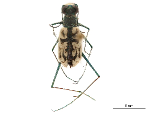  (Opilidia graphiptera - CCDB-30441-D06)  @11 [ ] CreativeCommons - Attribution (2018) Smithsonian Institution Smithsonian Institution