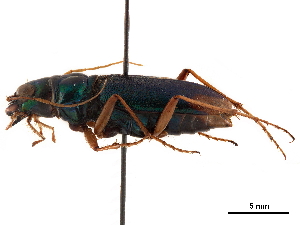  (Tetracha affinis - CCDB-30441-F02)  @11 [ ] CreativeCommons - Attribution (2018) Smithsonian Institution Smithsonian Institution