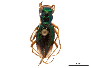  (Tetracha bilunata - CCDB-30441-F03)  @11 [ ] CreativeCommons - Attribution (2018) Smithsonian Institution Smithsonian Institution