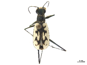  (Opilidia leuconoe - CCDB-30441-F11)  @11 [ ] CreativeCommons - Attribution (2018) Smithsonian Institution Smithsonian Institution