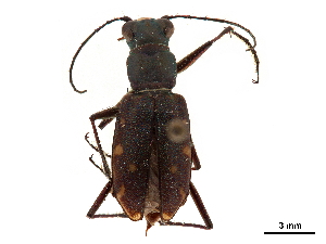  (Microthylax sinaloae - CCDB-30441-G03)  @11 [ ] CreativeCommons - Attribution (2018) Smithsonian Institution Smithsonian Institution