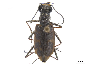  (Ellipsoptera puritana - CCDB-30441-G05)  @11 [ ] CreativeCommons - Attribution (2018) Smithsonian Institution Smithsonian Institution
