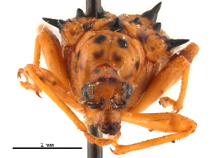  (Hoplapoderus hystrix - CCDB-30442-A01)  @11 [ ] CreativeCommons - Attribution (2018) Smithsonian Institution Smithsonian Institution