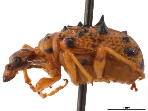  (Hoplapoderus hystrix - CCDB-30442-A01)  @11 [ ] CreativeCommons - Attribution (2018) Smithsonian Institution Smithsonian Institution