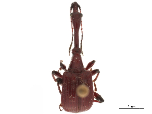  ( - CCDB-30442-A03)  @11 [ ] CreativeCommons - Attribution (2018) Smithsonian Institution Smithsonian Institution