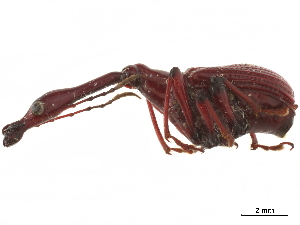  (Paratrachelophorus - CCDB-30442-A03)  @11 [ ] CreativeCommons - Attribution (2018) Smithsonian Institution Smithsonian Institution