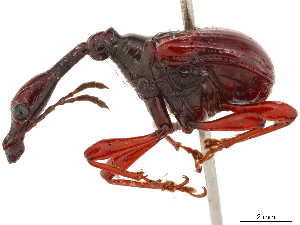  (Trachelophorus castaneus - CCDB-30442-A04)  @11 [ ] CreativeCommons - Attribution (2018) Smithsonian Institution Smithsonian Institution