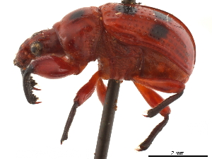  (Henicolabus octomaculatus - CCDB-30442-A12)  @11 [ ] CreativeCommons - Attribution (2018) Smithsonian Institution Smithsonian Institution