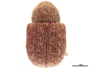  (Himatolabus burleyi - CCDB-30442-B03)  @11 [ ] CreativeCommons - Attribution (2018) Smithsonian Institution Smithsonian Institution