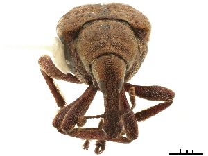  (Byctiscus lacunipennis - CCDB-30442-C03)  @11 [ ] CreativeCommons - Attribution (2018) Smithsonian Institution Smithsonian Institution