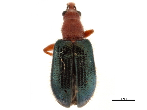  (Eugnamptus pseudonigriventris - CCDB-30442-C08)  @11 [ ] CreativeCommons - Attribution (2018) Smithsonian Institution Smithsonian Institution