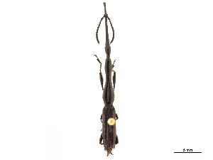  ( - CCDB-30442-H10)  @11 [ ] CreativeCommons - Attribution (2018) Smithsonian Institution Smithsonian Institution