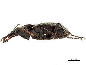  (Scaphinotus petersi - CCDB-30443-B03)  @11 [ ] CreativeCommons - Attribution (2018) Smithsonian Institution Smithsonian Institution